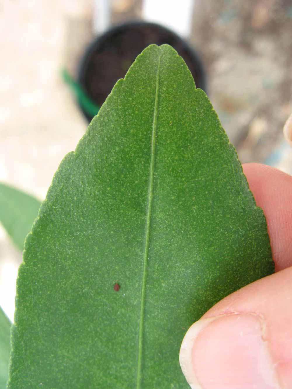              Margin (Phillip Rucks Citrus Nursery, Frostproof, FL)       